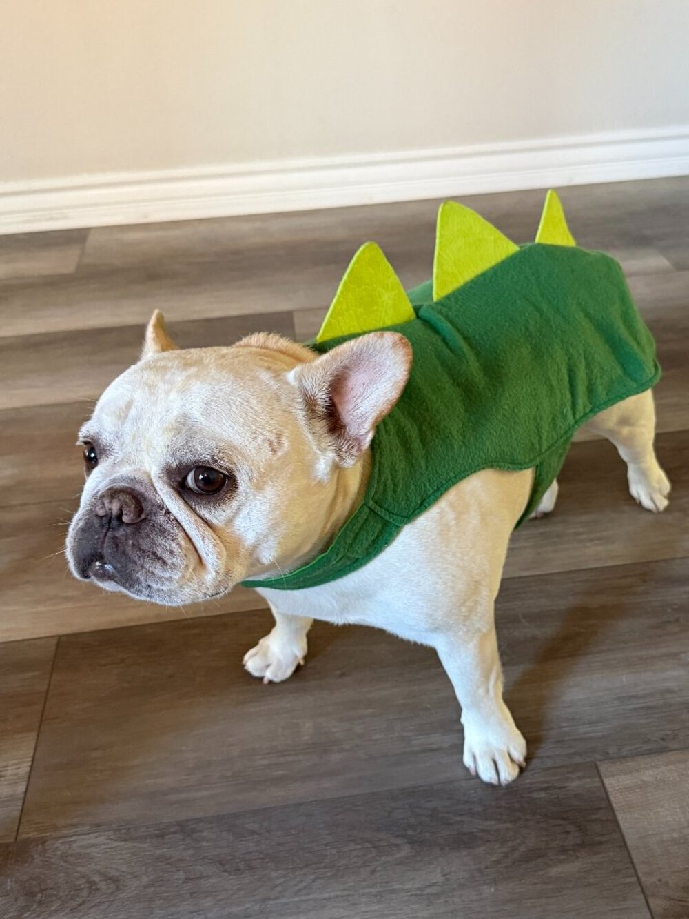Dog Dinosaur Costume - Medium